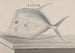 Natural History of Saint-Domingue Pl073 - René de Rabi — artwork view