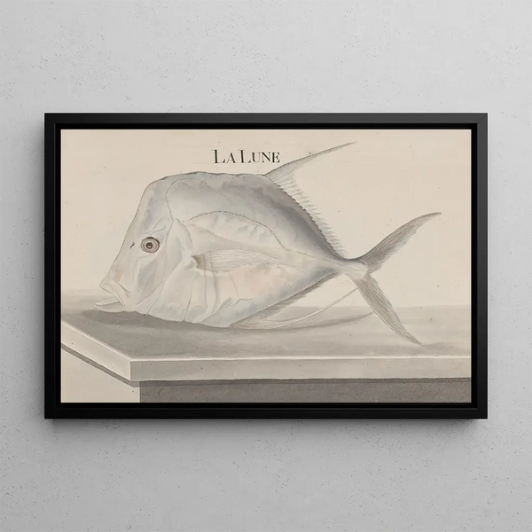 Natural History of Saint-Domingue Pl073 - René de Rabi — framed artwork on a wall