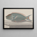 Natural History of Saint-Domingue Pl075 - René de Rabi — framed artwork on a wall