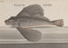 Natural History of Saint-Domingue Pl076 - René de Rabi — artwork view