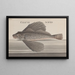 Natural History of Saint-Domingue Pl076 - René de Rabi — framed artwork on a wall