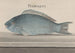 Natural History of Saint-Domingue Pl077 - René de Rabi — artwork view