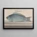 Natural History of Saint-Domingue Pl077 - René de Rabi — framed artwork on a wall