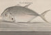 Natural History of Saint-Domingue Pl078 - René de Rabi — artwork view