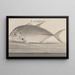 Natural History of Saint-Domingue Pl078 - René de Rabi — framed artwork on a wall