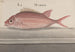 Natural History of Saint-Domingue Pl. 079 - René de Rabi — artwork view