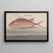 Natural History of Saint-Domingue Pl. 079 - René de Rabi — framed artwork on a wall