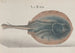 Natural History of Saint-Domingue Pl081 - René de Rabi — artwork view