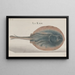 Natural History of Saint-Domingue Pl081 - René de Rabi — framed artwork on a wall