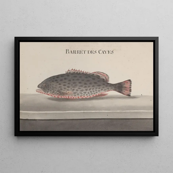 Natural History of Saint-Domingue Pl084 - René de Rabi — framed artwork on a wall