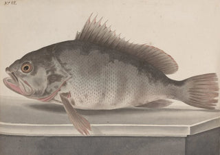 Histoire naturelle de Saint-Domingue Pl085 - René de Rabi — artwork view
