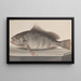 Histoire naturelle de Saint-Domingue Pl085 - René de Rabi — framed artwork on a wall