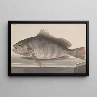 Histoire naturelle de Saint-Domingue Pl085 - René de Rabi — framed artwork on a wall