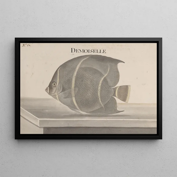Natural History of Saint-Domingue Pl087 - René de Rabi — framed artwork on a wall