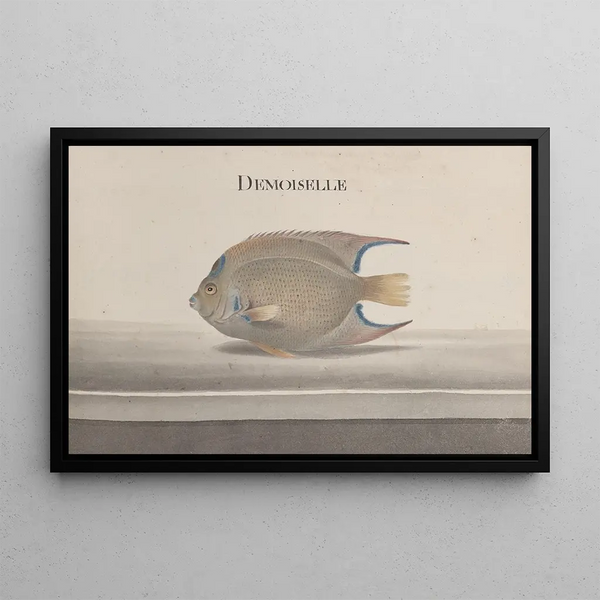 Natural History of Saint-Domingue Pl088 - René de Rabi — framed artwork on a wall