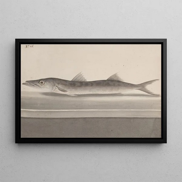 Natural History of Saint-Domingue Pl089 - René de Rabi — framed artwork on a wall