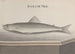 Natural History of Saint-Domingue Pl093 - René de Rabi — artwork view