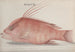 Histoire naturelle de Saint-Domingue Pl097 - René de Rabi — artwork view