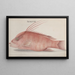 Histoire naturelle de Saint-Domingue Pl097 - René de Rabi — framed artwork on a wall