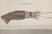 Natural History of Saint-Domingue Pl099 - René de Rabi — artwork view