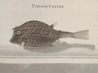 Histoire naturelle de Saint-Domingue Pl100 - René de Rabi — artwork view