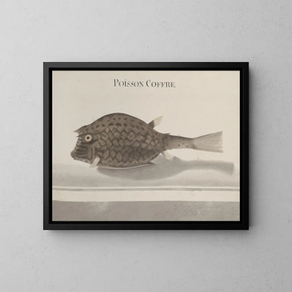 Histoire naturelle de Saint-Domingue Pl100 - René de Rabi — framed artwork on a wall