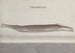Natural History of Saint-Domingue Pl101 - René de Rabi — artwork view