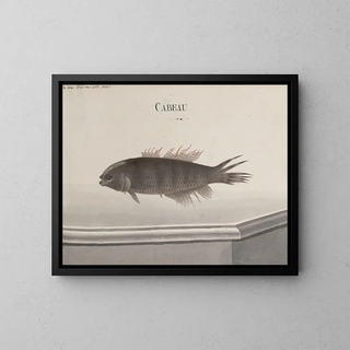 Natural History of Saint-Domingue Pl102 - René de Rabi — framed artwork on a wall
