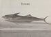 Natural History of Saint-Domingue Pl103 - René de Rabi — artwork view