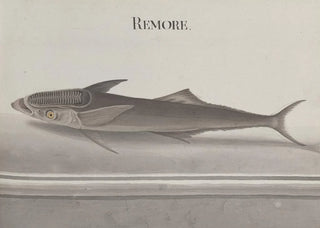 Natural History of Saint-Domingue Pl103 - René de Rabi — artwork view
