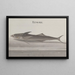 Natural History of Saint-Domingue Pl103 - René de Rabi — framed artwork on a wall