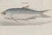 Natural History of Saint-Domingue, Pl. 105 - René de Rabi — artwork view