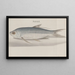 Natural History of Saint-Domingue, Pl. 105 - René de Rabi — framed artwork on a wall