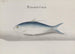 Natural History of Saint-Domingue Pl108 - René de Rabi — artwork view