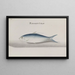 Natural History of Saint-Domingue Pl108 - René de Rabi — framed artwork on a wall