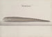 Histoire Naturelle de Saint-Domingue Pl. 111 - René de Rabi — artwork view