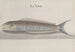 Natural History of Saint-Domingue Pl112 - René de Rabi — artwork view