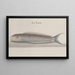 Natural History of Saint-Domingue Pl112 - René de Rabi — framed artwork on a wall