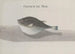Natural History of Saint-Domingue Pl113 - René de Rabi — artwork view