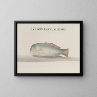 Histoire naturelle de Saint-Domingue Pl114 - René de Rabi — framed artwork on a wall