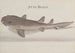Natural History of Saint-Domingue Pl115 - René de Rabi — artwork view