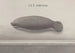 Natural History of Saint-Domingue Pl116 - René de Rabi — artwork view