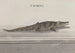 Natural History of Saint-Domingue Pl117 - René de Rabi — artwork view