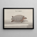 Natural History of Saint-Domingue, Pl. 118 - René de Rabi — framed artwork on a wall