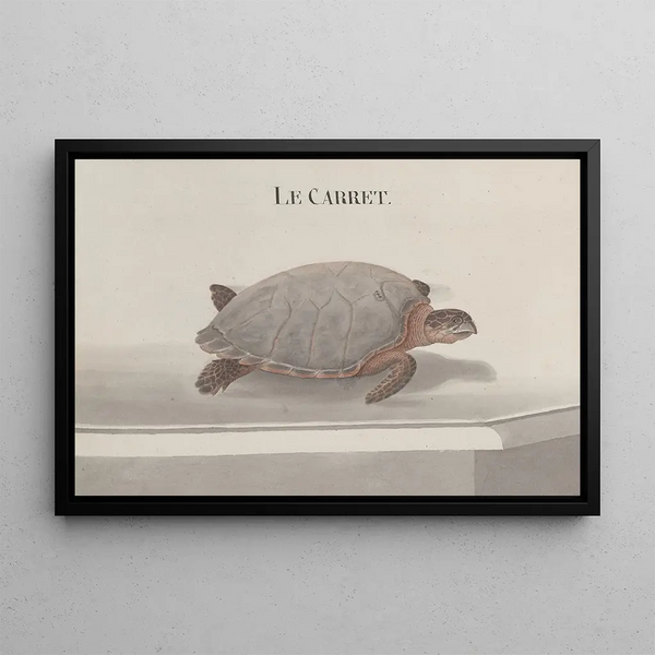 Natural History of Saint-Domingue, Pl. 118 - René de Rabi — framed artwork on a wall