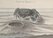 Natural History of Saint-Domingue, Pl. 120 - René de Rabi — artwork view