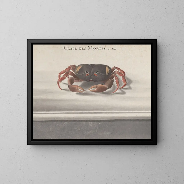 Natural History of Saint-Domingue Pl122 - René de Rabi — framed artwork on a wall