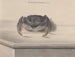 Natural History of Saint-Domingue - René de Rabi — artwork view