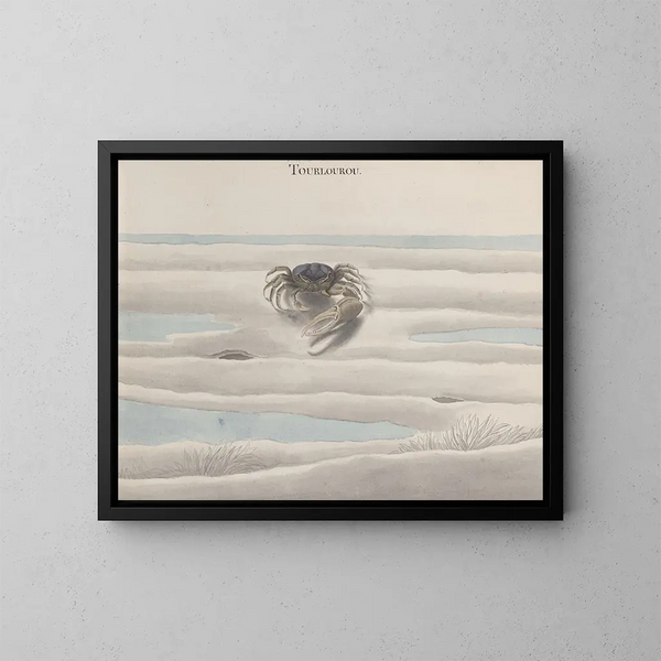 Natural History of Saint-Domingue Pl124 - René de Rabi — framed artwork on a wall