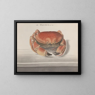 Natural History of Saint-Domingue Pl125 - René de Rabi — framed artwork on a wall